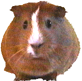 a guinea pig